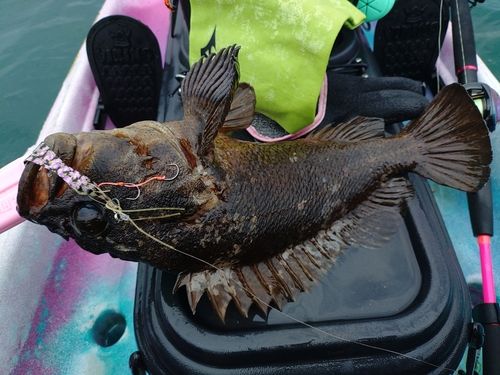 ムラソイの釣果