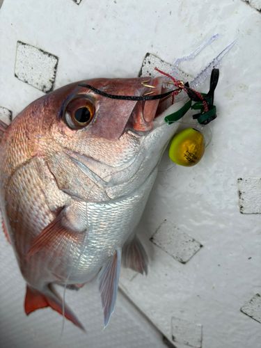 マダイの釣果