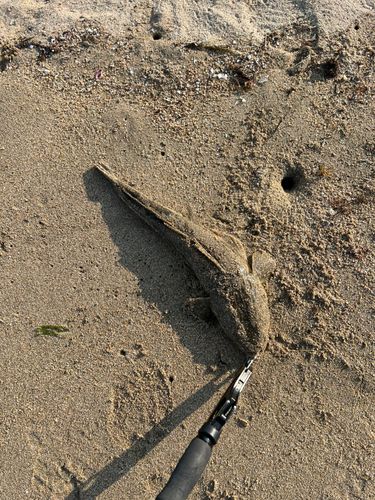 マゴチの釣果