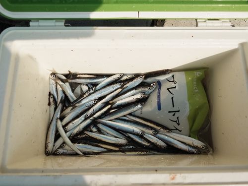 カタクチイワシの釣果