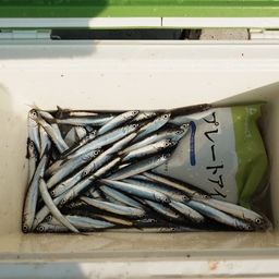 カタクチイワシ