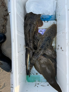 マゴチの釣果