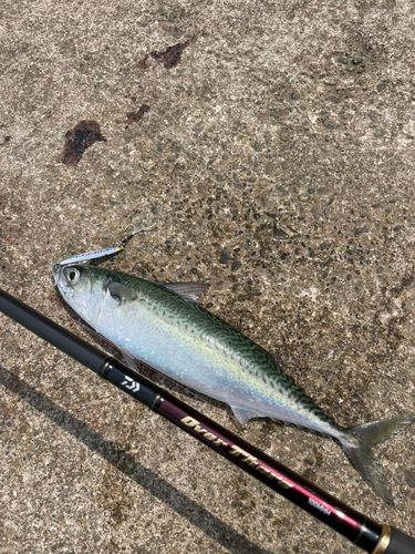 サバの釣果