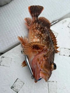 アラカブの釣果