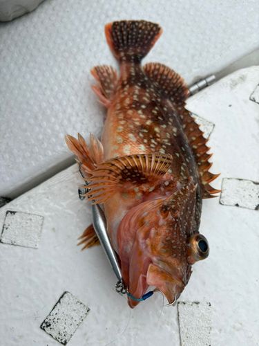 アラカブの釣果