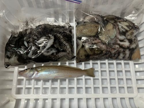 タコの釣果