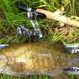 スモールマウスバス