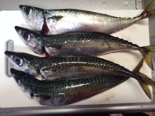 マサバの釣果