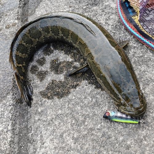 ライギョの釣果