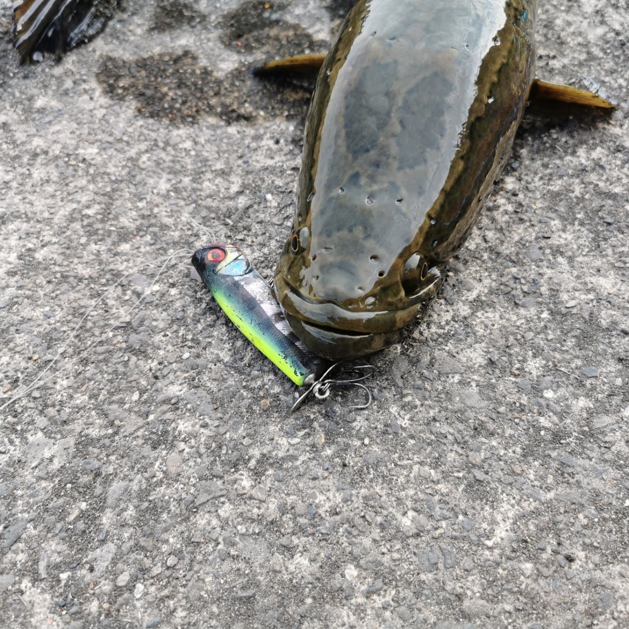 ライギョ
