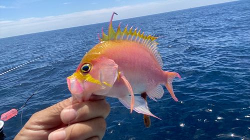 サクラダイの釣果