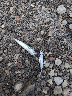 ゴマサバの釣果