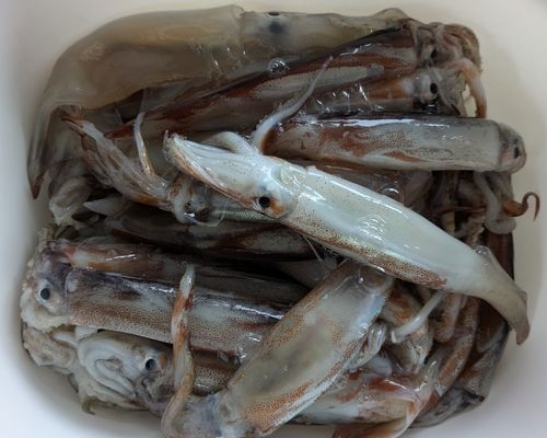 スルメイカの釣果