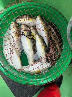 ショウサイフグの釣果