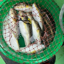 ショウサイフグ