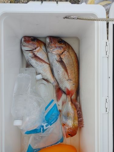 タイの釣果