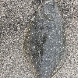 ヒラメ