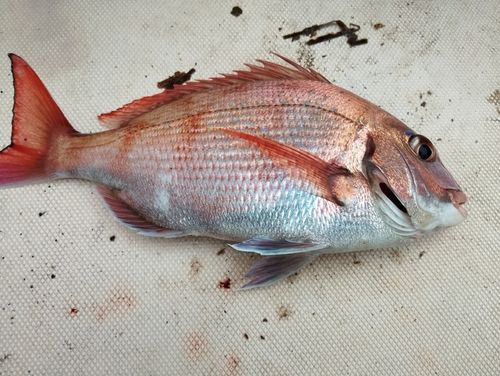 タイの釣果