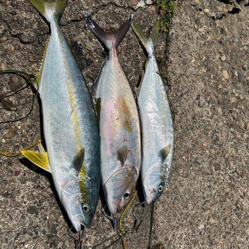 ヒラマサの釣果