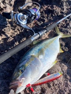 ヒラマサの釣果