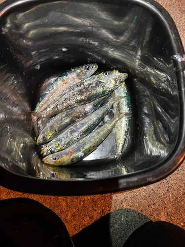 イワシの釣果