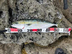 ハマチの釣果