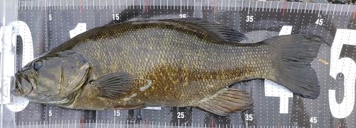 スモールマウスバスの釣果