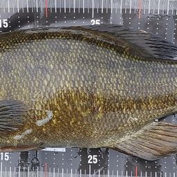 スモールマウスバス