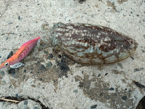 コウイカの釣果
