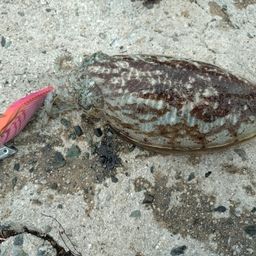 コウイカ