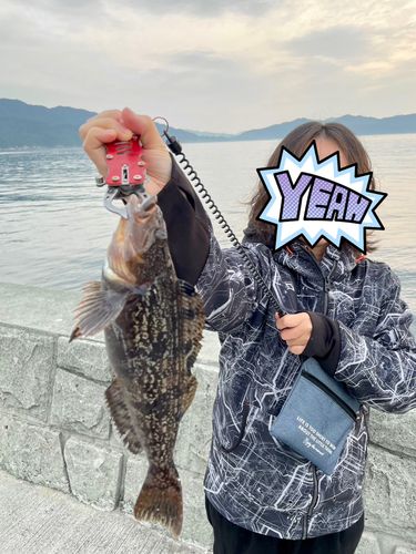 アイナメの釣果