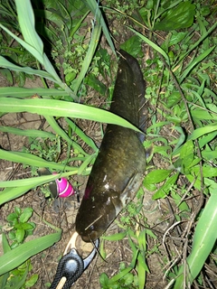 ナマズの釣果