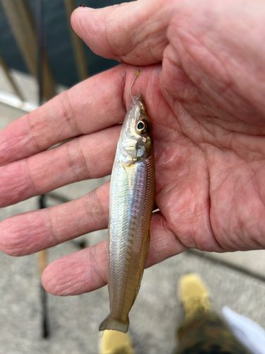 キスの釣果