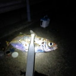 アジ
