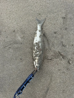 ボラの釣果