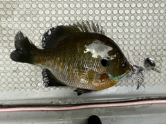 ブルーギルの釣果