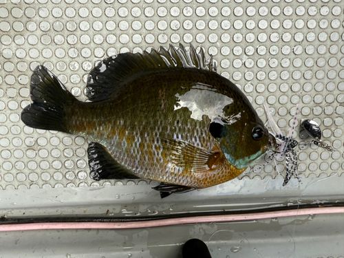 ブルーギルの釣果