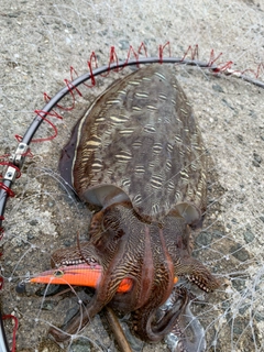モンゴウイカの釣果