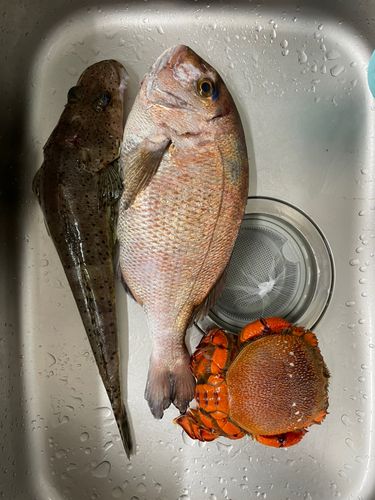 マダイの釣果