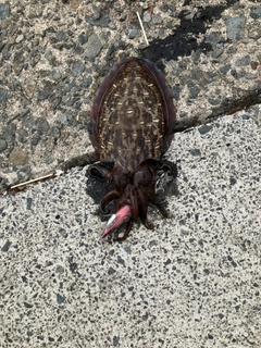 モンゴウイカの釣果