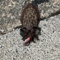 モンゴウイカ
