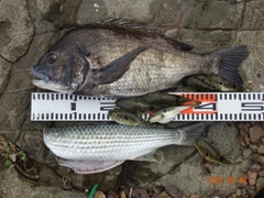 チヌの釣果