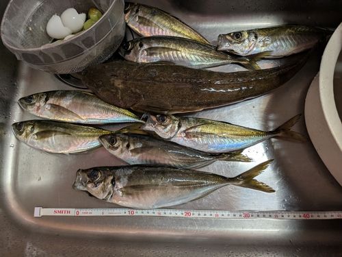 アジの釣果