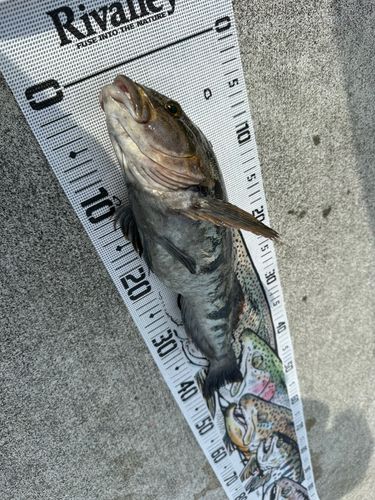 アイナメの釣果