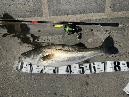 スズキの釣果