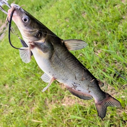 チャネルキャットフィッシュの釣果