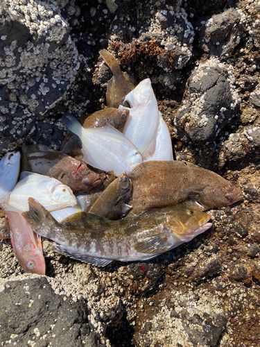 アイナメの釣果