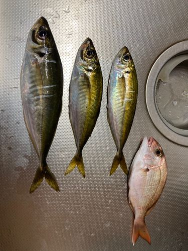 アジの釣果