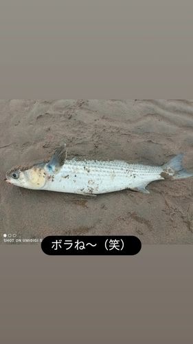 ボラの釣果
