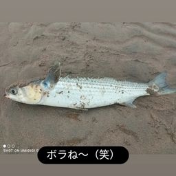 ボラ